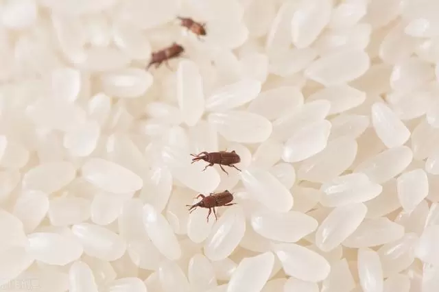 大米放久了为什么容易生米虫？