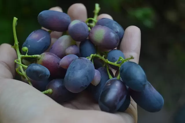 吃葡萄有哪些好处？好处多多
