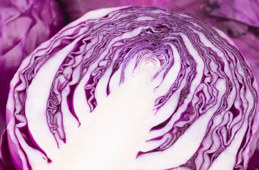 紫椰菜