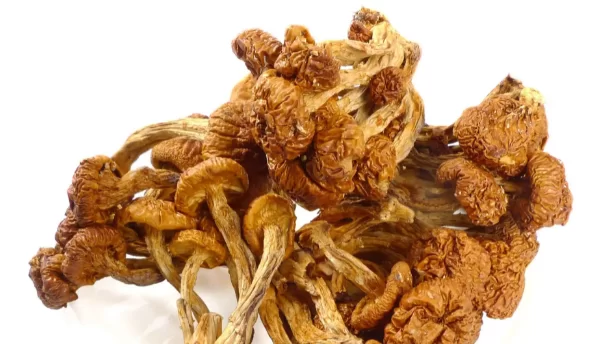 干滑子菇是什么菜？干滑子菇的营养价值及功效介绍