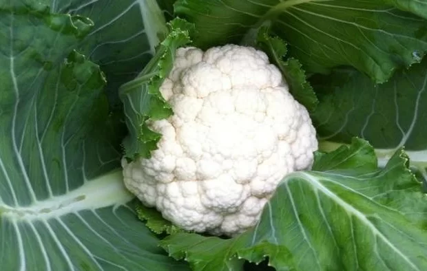 白花菜是什么菜？白花菜的营养价值及功效介绍