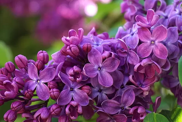 紫丁香, 花朵, 植物