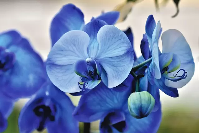 兰花, 蓝色的, 花朵