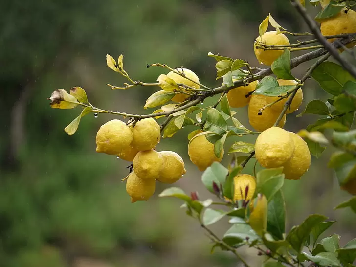 柠檬，树上的柠檬