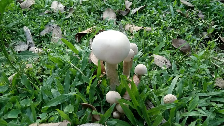 花园里，蘑菇，草菇