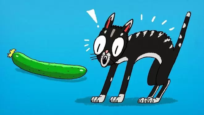 猫咪害怕黄瓜是真的吗