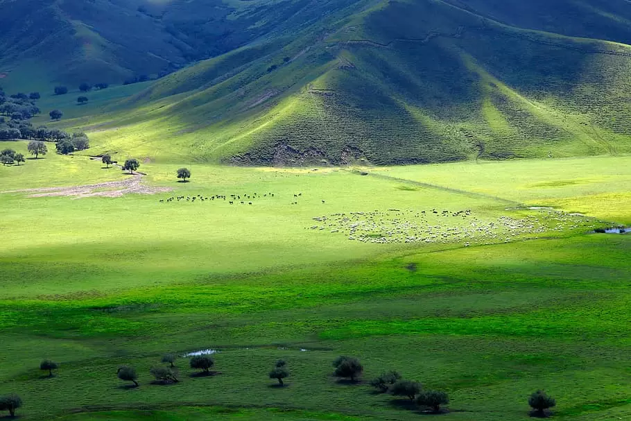 内蒙古, 科尔沁, 草原, 羊, 动物