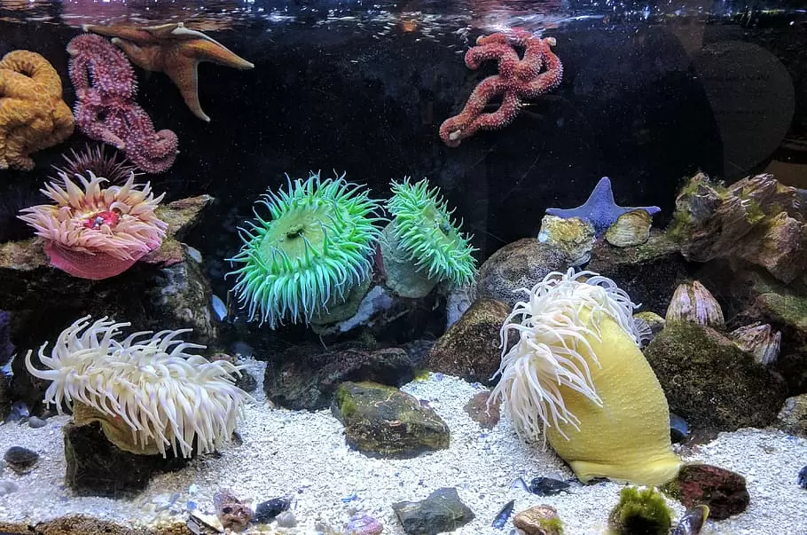 珊瑚属于是动物还是植物呢